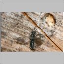 Stelis breviuscula - Duesterbiene m04 6mm.jpg